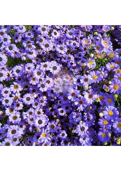 Mavi Brachycome Tohumu Iberidifolia Blue Splendour Swanriver Daisy fırsatları