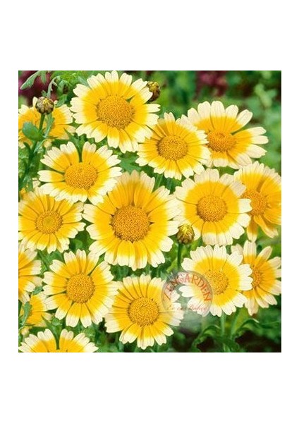 Garland Taç Papatyası Tohumu Chrysanthemum Coronarium