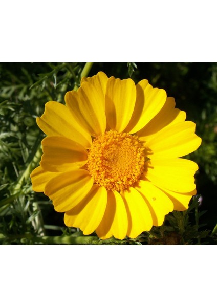 Garland Taç Papatyası Tohumu Chrysanthemum Coronarium modelleri