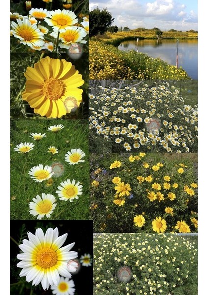 Garland Taç Papatyası Tohumu Chrysanthemum Coronarium fırsatları