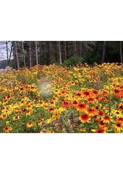 Zafer Papatyası Tohumu Rudbeckia Hirta Gloriosa Daisy