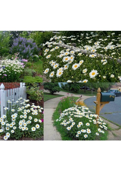 Kalıcı Papatya Tohumu Chrysanthemum Maximum Shasta Daisy