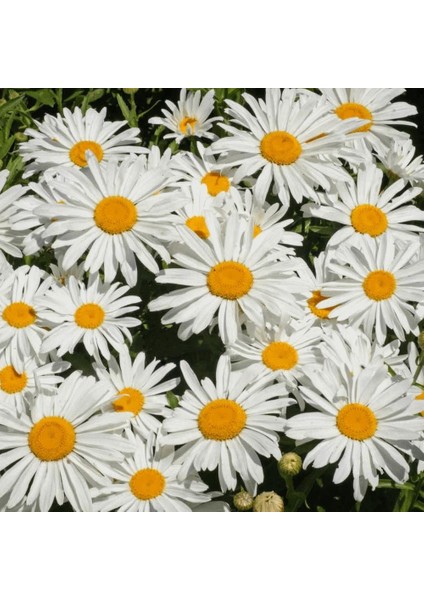 Kalıcı Papatya Tohumu Silver Princess Shasta Daisy