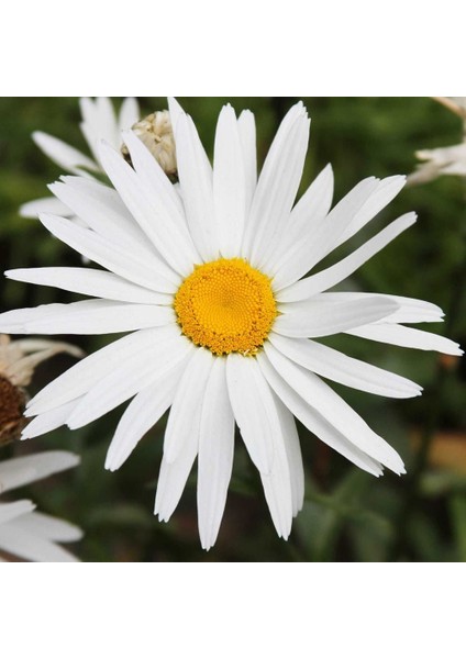 Kalıcı Papatya Tohumu Silver Princess Shasta Daisy