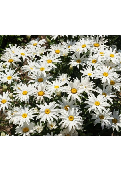 Kalıcı Papatya Tohumu Silver Princess Shasta Daisy
