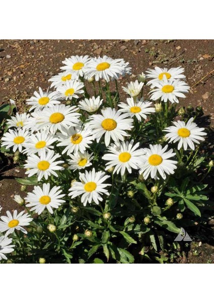 Kalıcı Papatya Tohumu Silver Princess Shasta Daisy