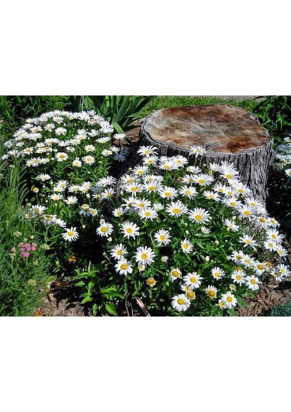 Kalıcı Papatya Tohumu Silver Princess Shasta Daisy