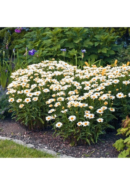 Kalıcı Papatya Tohumu Alaska Shasta Daisy