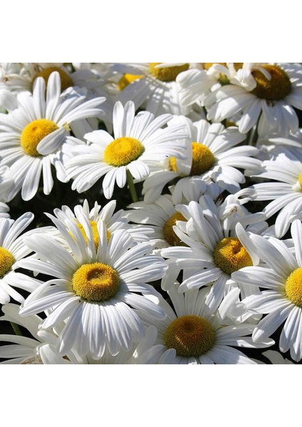 Kalıcı Papatya Tohumu Alaska Shasta Daisy