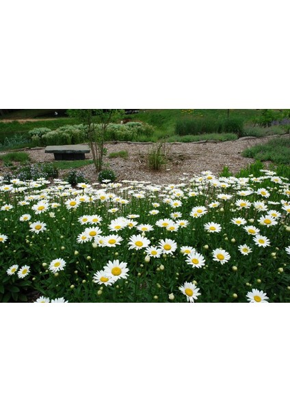 Kalıcı Papatya Tohumu Alaska Shasta Daisy