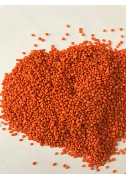 Göçmen Kırmızı Mercimek modelleri