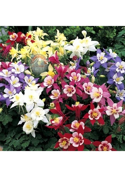 Bodur Haseki Küpesi Tohumu Karışımı Columbine Aquilegia Vulgaris