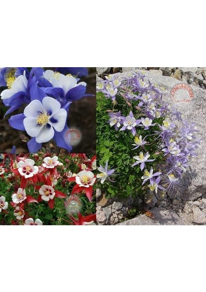 Bodur Haseki Küpesi Tohumu Karışımı Columbine Aquilegia Vulgaris fırsatları