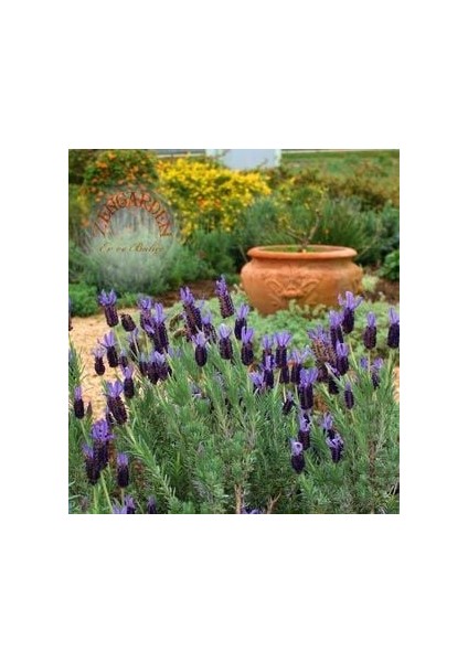 Fransız Lavanta Tohumu Lavandula Stoechas fiyatları