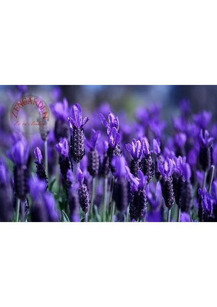 Fransız Lavanta Tohumu Lavandula Stoechas fırsatları