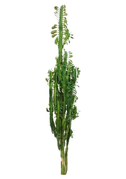 Armenbotanik Euphorbia Trigona Süt Ağacı Kaktüsü 170 cm
