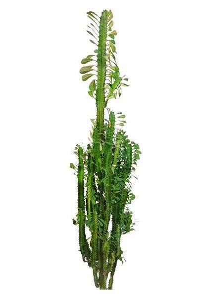 Armenbotanik Euphorbia Trigona Süt Ağacı Kaktüsü 170 cm fiyatları