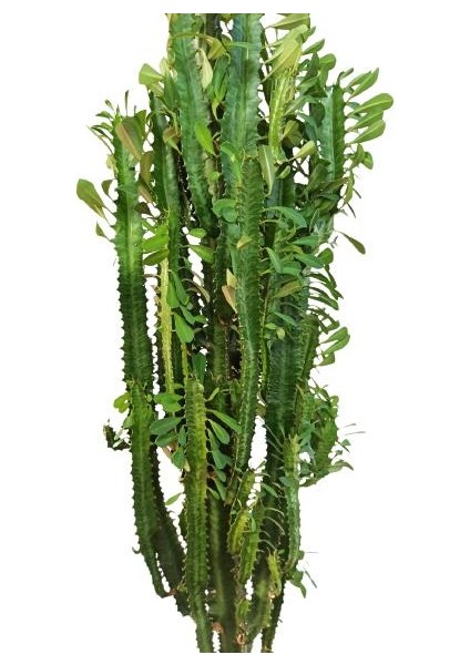 Armenbotanik Euphorbia Trigona Süt Ağacı Kaktüsü 170 cm fırsatları