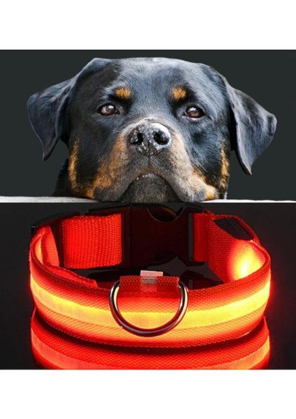Köpek Tasmaları Led Işık Köpek Tasması Özel Etiketli BuShop Yansıtıcı Kırmızı M