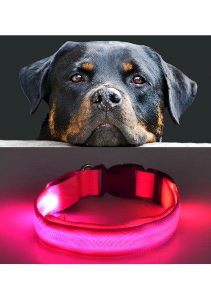 Köpek Tasmaları Led Işık Köpek Tasması Özel Etiketli BuShop Yansıtıcı Pembe M