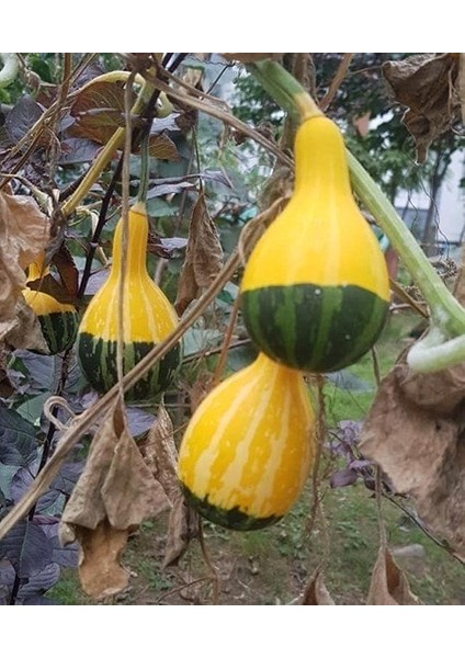 10 Adet Tohum Nadir Sarı Yeşil Süs Kabak Tohumu