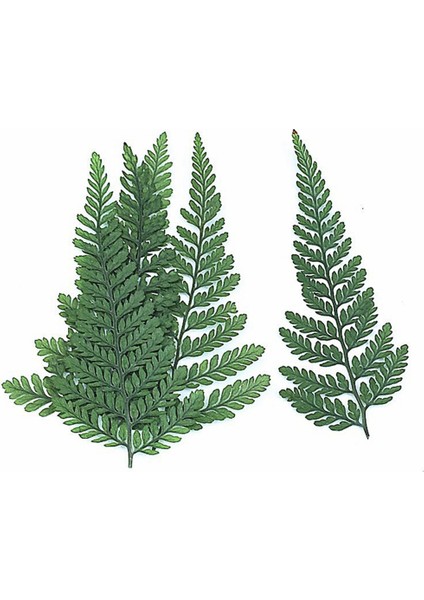 60 Adet Kurutulmuş Yeşil Fern Herbaryum Dıy Takı Kartpostal Davetiye Kartı Telefon Kılıfı Pennisetum Yaprakları (Yurt Dışından)