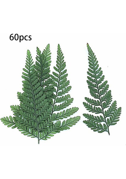 60 Adet Kurutulmuş Yeşil Fern Herbaryum Dıy Takı Kartpostal Davetiye Kartı Telefon Kılıfı Pennisetum Yaprakları (Yurt Dışından) fiyatları