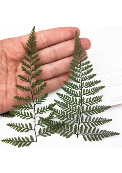 60 Adet Kurutulmuş Yeşil Fern Herbaryum Dıy Takı Kartpostal Davetiye Kartı Telefon Kılıfı Pennisetum Yaprakları (Yurt Dışından) fırsatları