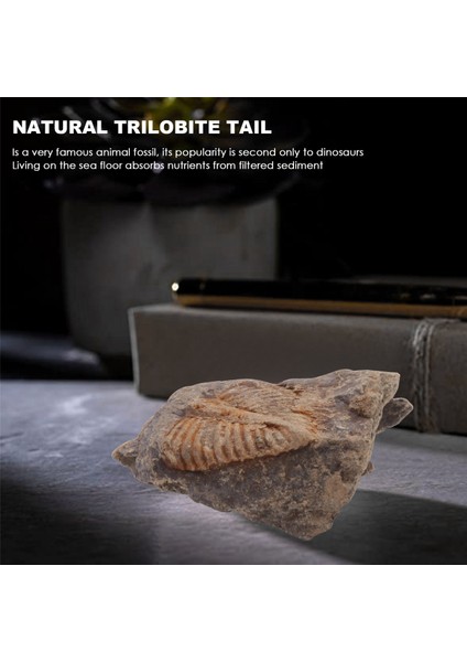 1 Pc Doğal Trilobit Kuyruk Fosili Antik Fosiller Öğretim Örnekleri Koleksiyonu (Yurt Dışından) indirimleri