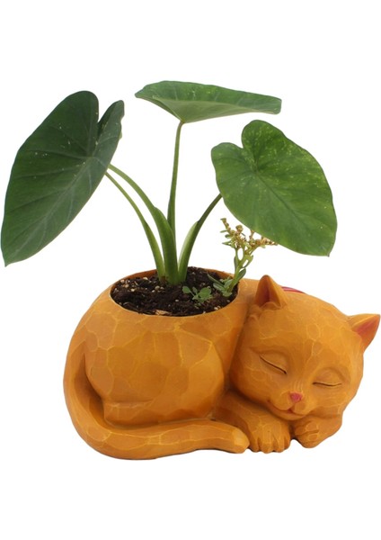 Sevimli Tembel Saksı Masaüstü Etli Ekici Dekorasyon Succulents Mini Kaktüsler Otlar Için Pratik ve Güzel (Yurt Dışından) modelleri