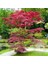 Acer Atropurpureum Cv. Japanese Maple Bloodgood Iyikan Akçaağaç Tohumu 3