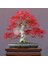 Beni Otake Akçaağaç Tohumu Acer Palmatum Matsumuare Big Red Bamboo Maple 1
