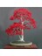 Acer Rubrum Tohumu Red Maple Alev Kırmızı Bonsai 1