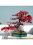 Acer Rubrum Tohumu Red Maple Alev Kırmızı Bonsai 2