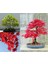 Acer Rubrum Tohumu Red Maple Alev Kırmızı Bonsai 5