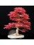 Acer Palmatum Akçaağaç Tohumu Suminagashi Cv Japon 1