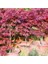 Acer Palmatum Akçaağaç Tohumu Suminagashi Cv Japon 3