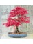 Acer Palmatum Akçaağaç Tohumu Suminagashi Cv Japon 4