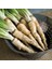 Salsify Tohumu Yemlikotu 1