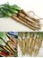 Salsify Tohumu Yemlikotu 2