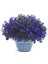 Kobalt Mavi Lobelya Tohumu Lobelia Cobalt Blue 1