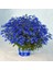 Kobalt Mavi Lobelya Tohumu Lobelia Cobalt Blue 2