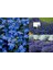 Kobalt Mavi Lobelya Tohumu Lobelia Cobalt Blue 3