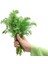 Yaprak Rezene Tohumu Grosfruchtiger Leaf Fennel 1