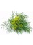 Yaprak Rezene Tohumu Grosfruchtiger Leaf Fennel 3