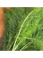 Yaprak Rezene Tohumu Grosfruchtiger Leaf Fennel 4