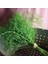 Yaprak Rezene Tohumu Grosfruchtiger Leaf Fennel 5