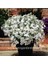 Beyaz Lobelya Tohumu Lobelia White Lady 1