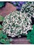 Beyaz Lobelya Tohumu Lobelia White Lady 3