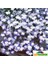 Lobelya Tohumu Lobelia Blue Splash Mavi Beyaz Çiçekler 1